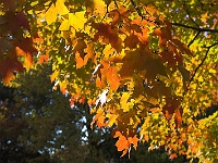 Rutger's Gardens 007